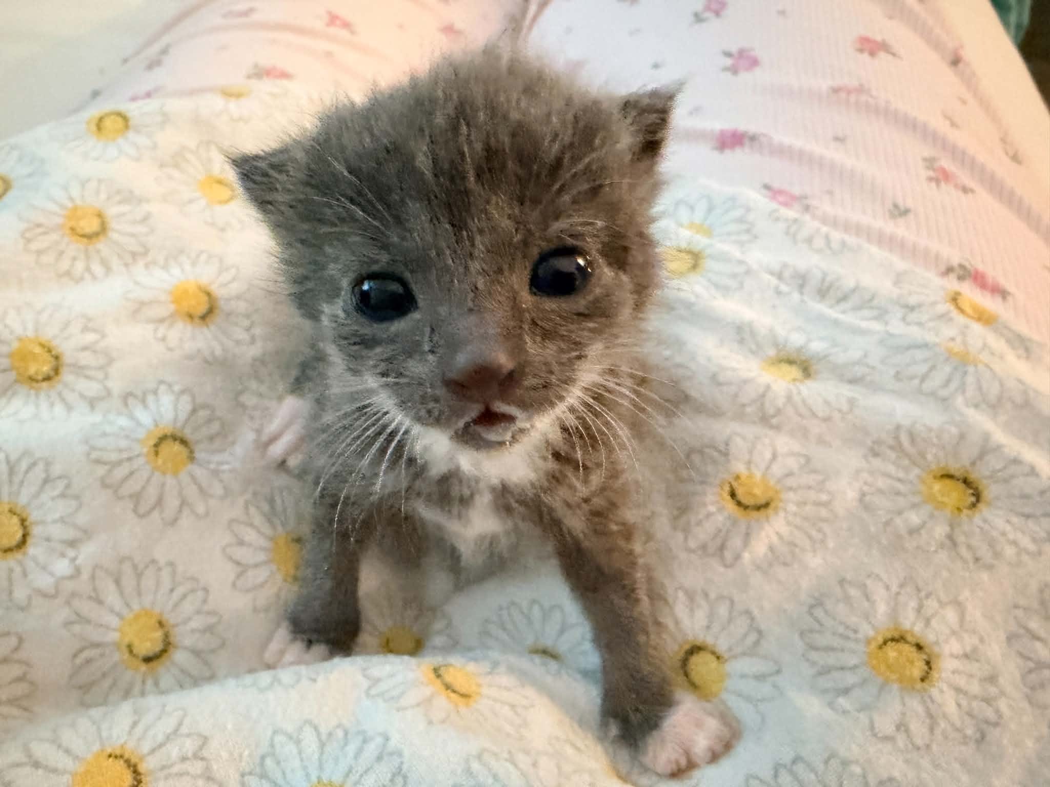 Meet Muffin: Why Animal Fostering Matters