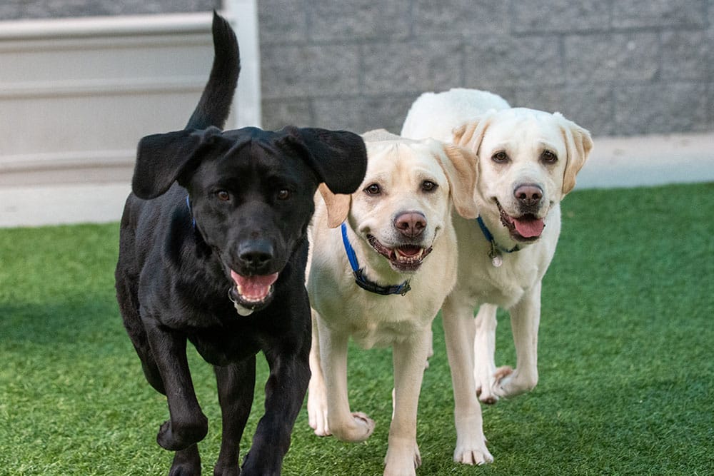 Community Stars: Who is Jane Costello? Animal Rescue